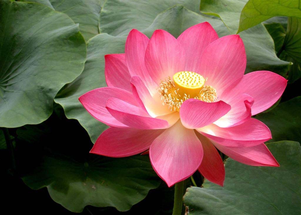 Image for article Life Renewed by Falun Dafa